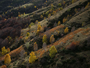 Wald im Herbst