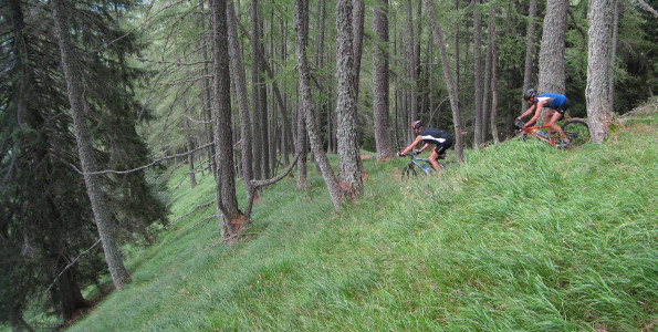 Pinewood below Alpe di Brunescio