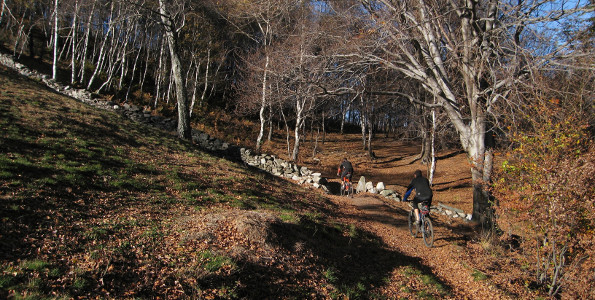 Il sentiero si inoltra nel bosco